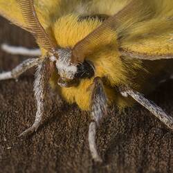 Close up of yellow moth.