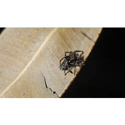 Jumping spider.