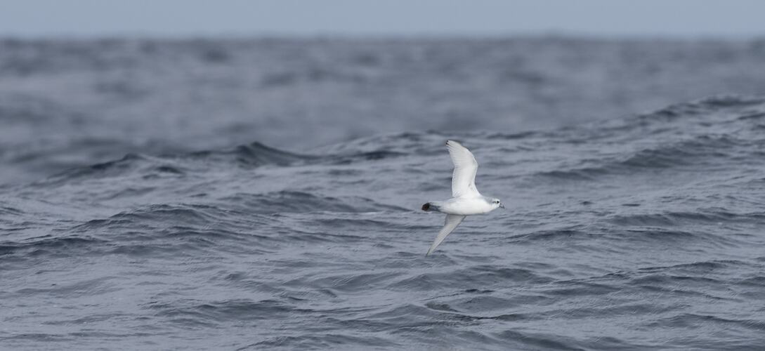 Grey and white bird in flight over open water.