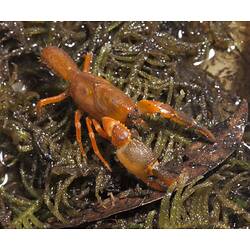 Orange crayfish on damp vegetation.