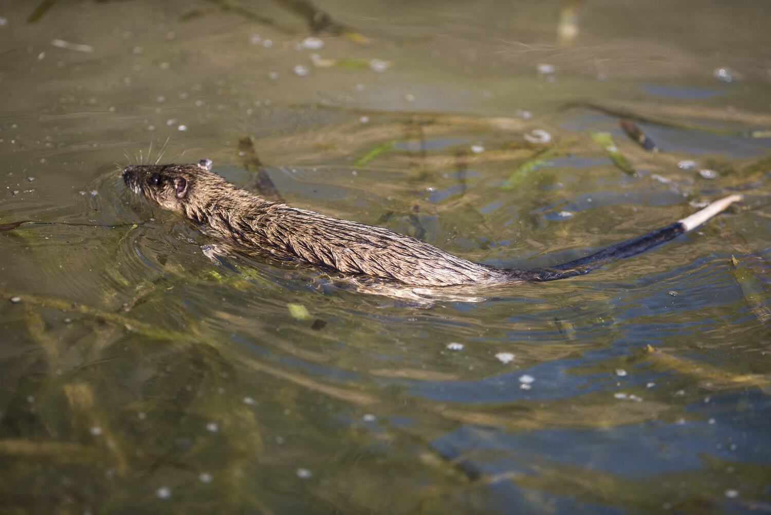 Hydromys chrysogaster É. Geoffroy, 1804, Common Water Rat