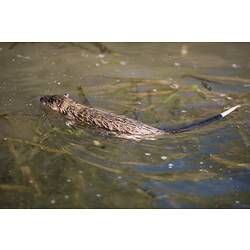 Rat with white-tipped black tail swimming.