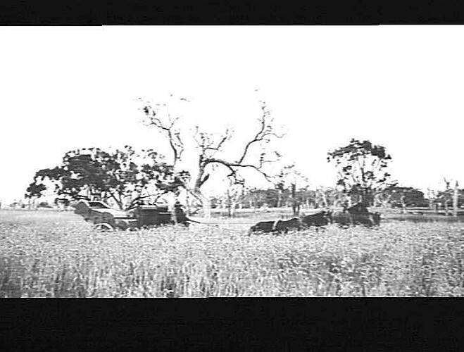 MR. W. GARDINER'S FARM OAKVALE: 1920