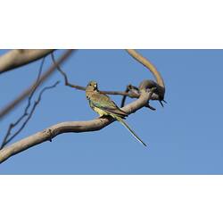 Greenish parrot on branch.