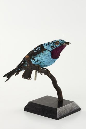 Iridescent turquoise and black bird mount.