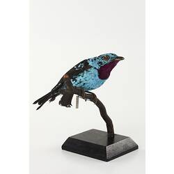 Iridescent turquoise and black bird mount.