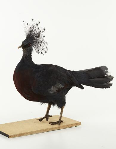Taxidermied bird with crest of long feathers on head.