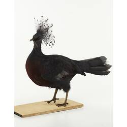 Taxidermied bird with crest of long feathers on head.