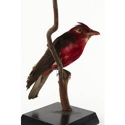 Red taxidermied bird specimen on branch.