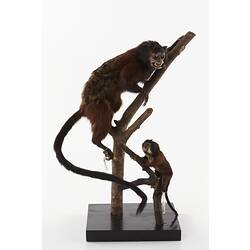 Two taxidermied specimens on branch.