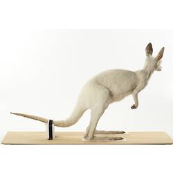Side view of taxidermied albino kangaroo specimen mounted on wooden board.