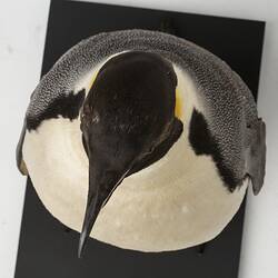 Emperor Penguin specimen viewed from above.