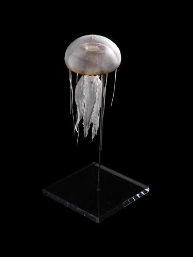 Glass jellyfish model.