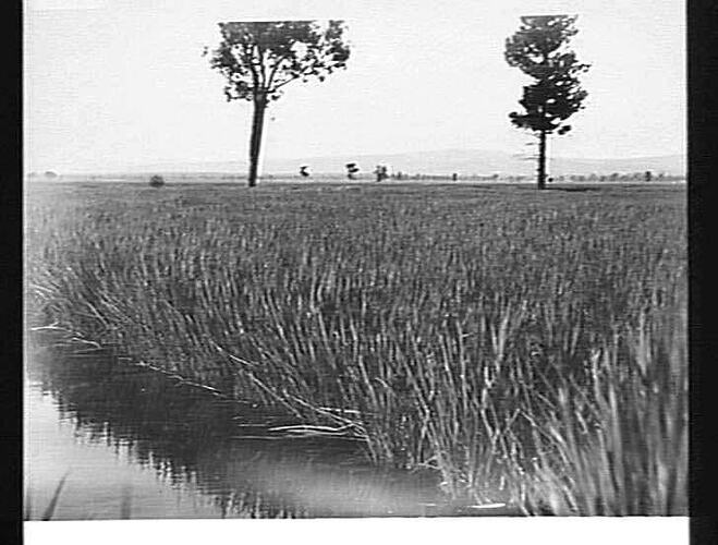 THIS SET OF PHOTOS OF HEADER IN RICE CROP TAKEN AT MR. A. W. POMROY'S FARM 719, YENDA, N.S.W.: JULY 1927