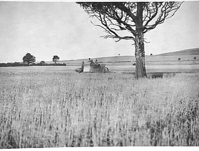 12 FT. AUTO HEADER WORKING IN BARLEY ON MR. MAKER'S FARM, BULLAROOK: JAN 1929