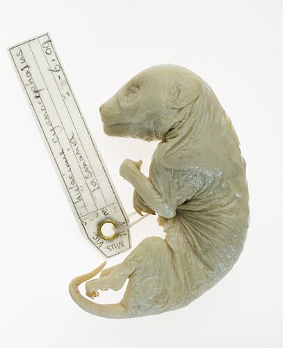 <em>Thylacinus cynocephalus</em>, Thylacine, pouch young. [C 5755]