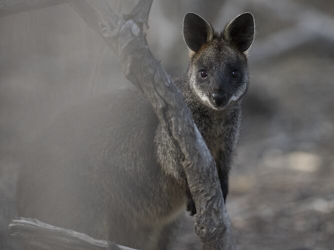 Wallaby standing on two legs behind tree looking at camera.