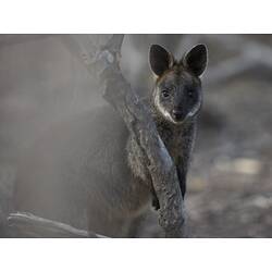 Wallaby standing on two legs behind tree looking at camera.