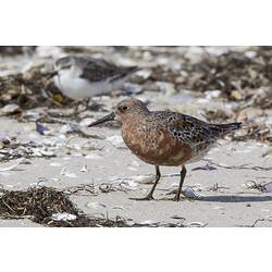 Brown wader on sand.