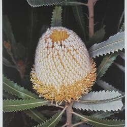 Poster - Kodak Australasia Pty Ltd, 'Banksia', 1980s-1990s