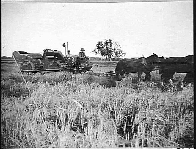 RICE HEADER (MORRIS ENGINE) ON MR DUFFEY'S FARM, LEETON N.S.W.: JUNE 1929
