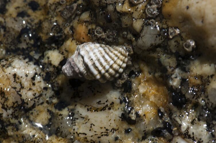 Ribbed sea snail in rock crevice.