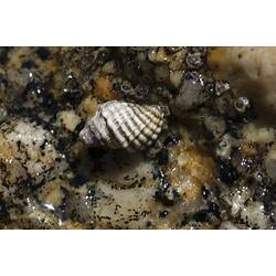 Ribbed sea snail in rock crevice.