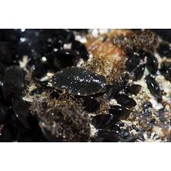 Flattened black and brown seaslug on mussels.