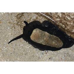 Gastropod with large black foot and narrow shell.