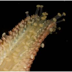 Dorsal side of seastar arm showing tube feet.