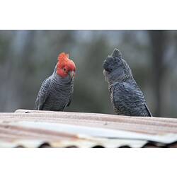 Two gery birds, one with red head, standing facing each other.