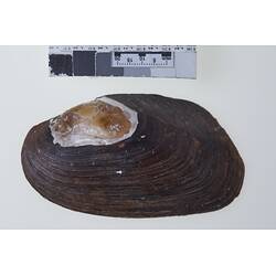 Bivalve valve showing exterior above scale bar.