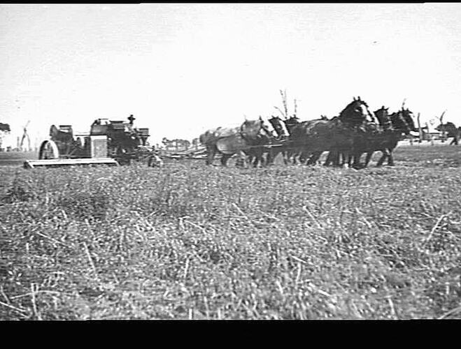 10 FT H.S.T HEADER IN BADLY DOWN CROP OF OATS AT MR M.D. COWAN'S FARM NUMURKAH VIC 29TH NOVEMBER 1935