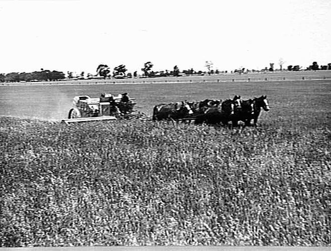 10 FT H.S.T. HEADER AT F. HORNEMAN'S FARM, FINLEY, N.S.W.: 600 ACRES `RANEE' WHEAT, 8 HORSE TEAM: 3 JAN 1937