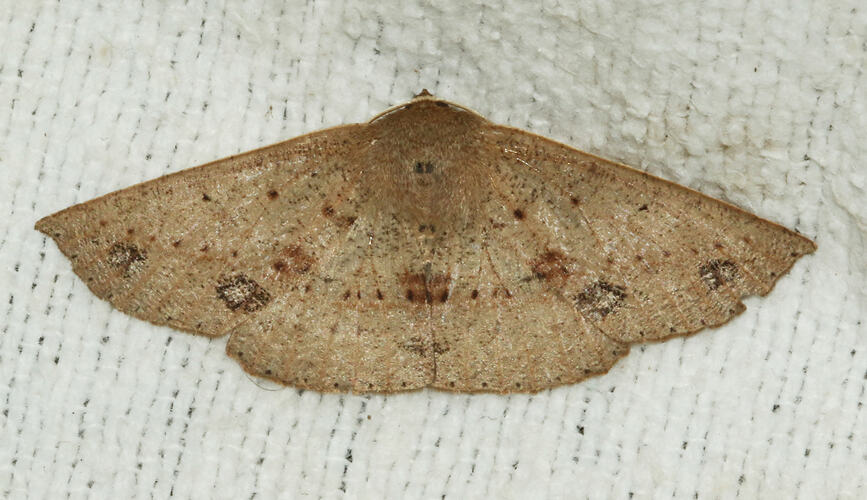 <em>Idiodes siculoides</em>, moth. Great Otway National Park, Victoria.
