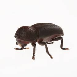 Brown beetle.