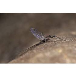 Mayfly on rock.
