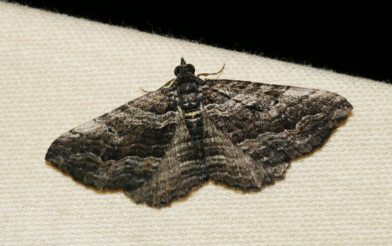 Unplaced <em>severata</em>, moth. Great Otways National Park, Victoria.