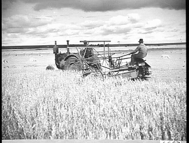 8 FT 6B BINDER IN OATS ON H. JOHNSTONE'S, BALLIANG: NOV 1943