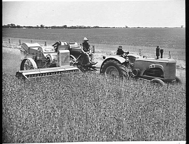 A 10 FT SUNSHINE NO. 6 POWER-DRIVE HEADER, COUPLED TO A SUNSHINE MASSEY HARRIS TRACTOR, HARVESTING 54 BUSHELS OF `GHURKA' WHEAT TO THE ACRE ON THE FARM OF MR. R. M. DELAHUNTY, MURTOA, VIC: JAN 1949