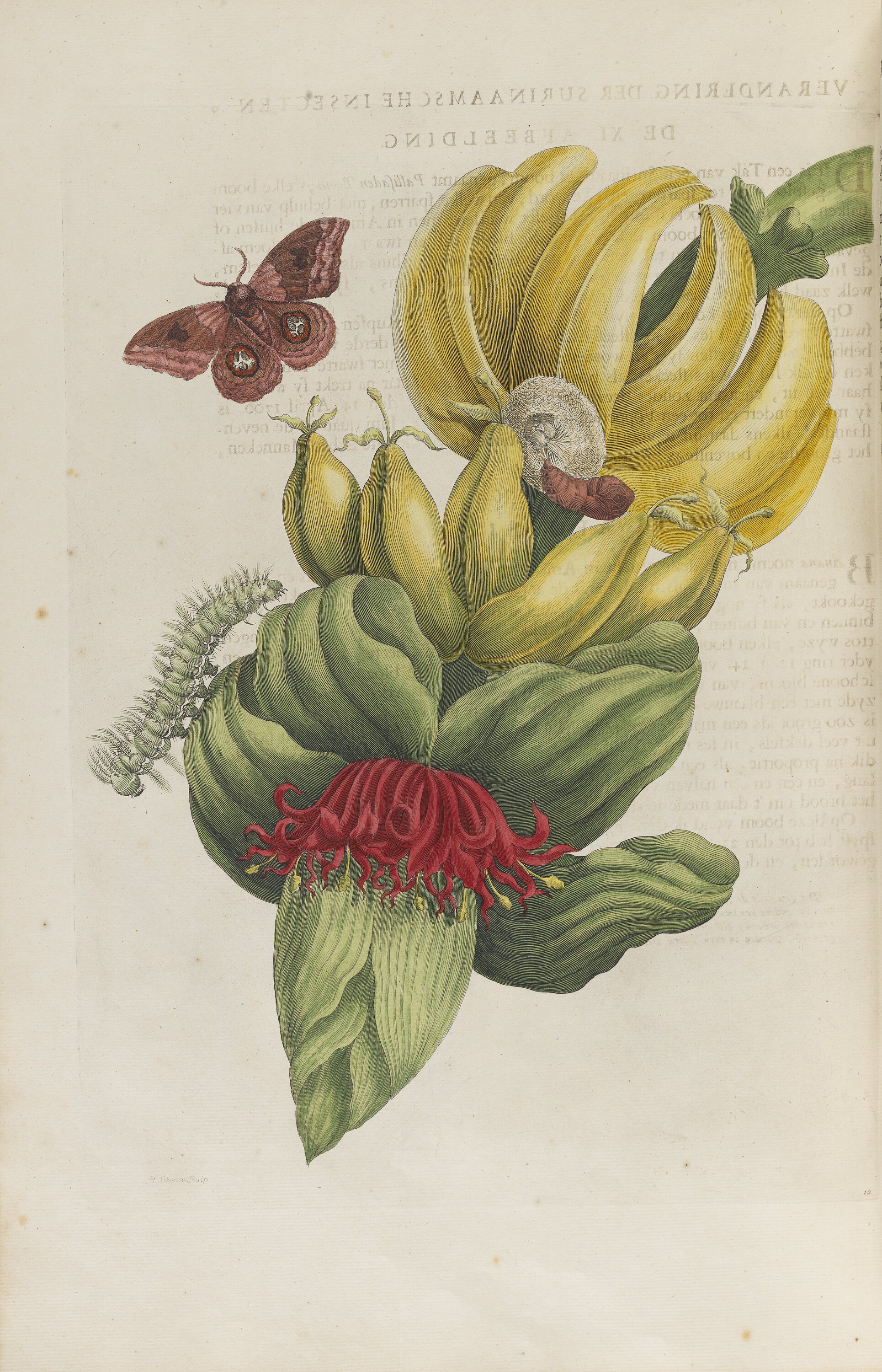 Rare Book - Maria Sibylla Merian, 'De europische insecten