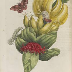 A large plant with wide green leaves at the bottom, and two bunches of bananas above. There is a red flower at