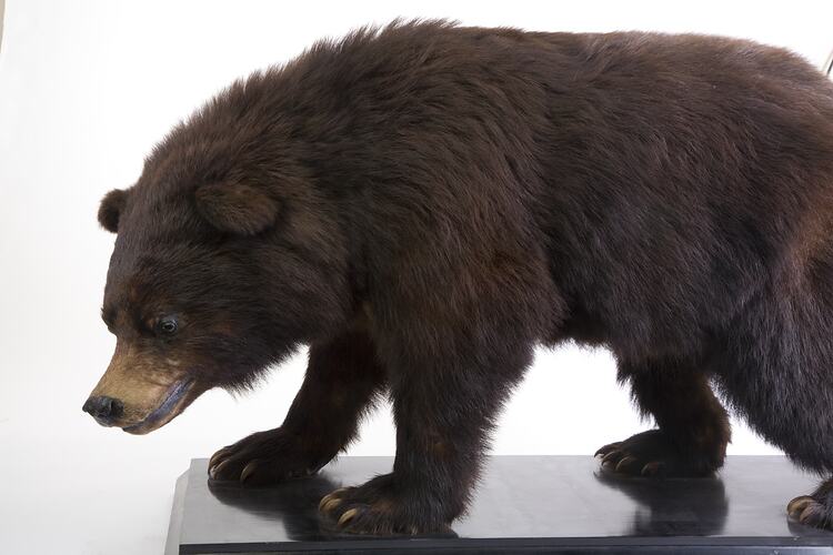 Side view of mounted Black Bear specimen.