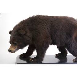 Side view of mounted Black Bear specimen.