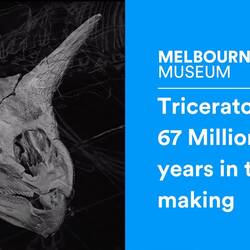 Triceratops: 67 Million years in the making