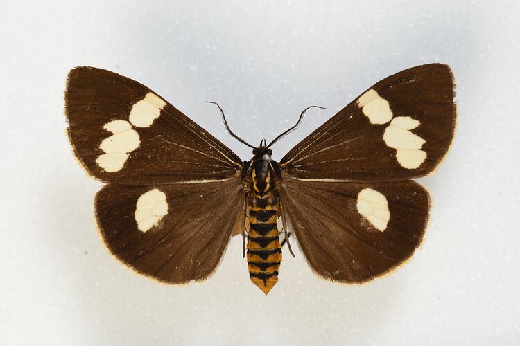 <em>Nyctemera amicus</em>, Magpie Moth, female. [HET 12723]