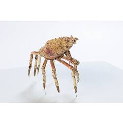 <em>Leptomithrax gaimardii</em>, Giant Spider Crab. [J 46721.26]