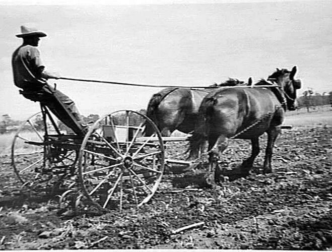 `SUNGROW' PLANTER CULTIVATING YOUNG MAIZE PLANTS ON FARM OF MR. J. STEPHAN, PLAIN LAND VIA LAIDLEY, QLD: MARCH 1950