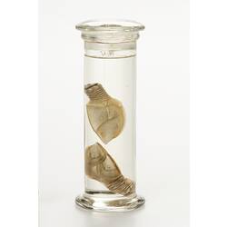 Gooseneck barnacle wet specimens in glass jar.