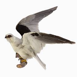 Research Focus, Victorian Birds - Black-shouldered Kite, <em>Elanus axillaris</em>